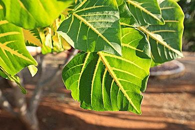 《加油站大亨》开发商新作《公路餐厅大亨》新宣传片